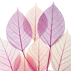 Obraz premium Translucent leaves in shades of pink and purple on white