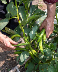 Close up of farmer's hands picking fresh broad beans in organic field. Spring garden harvest. Traditional agriculture.