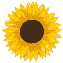 Sunflower flower isolated, orange petals, vector illustration on white background.