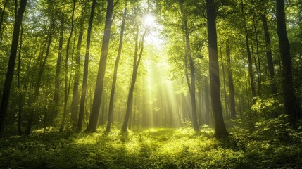 Lush green forest with dappled sunlight filtering through leaves, woods, sunlight