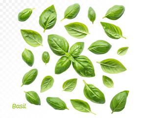Set of watercolor basil leaves scattered in various angles and sizes, ideal for culinary and botanical design. Vector illustration