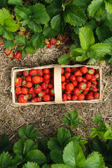 Selbstgepfl&uuml;ckte Erdbeeren im Korb im Erdbeerfeld 