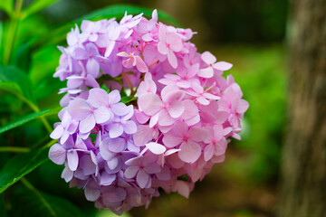 Hydrangea Flowers in Full Summer Bloom showing Purples and Pinks