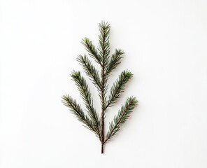 Green fir branch, top view