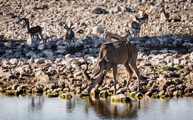 Kudu bull quenching his thirst Etosha 