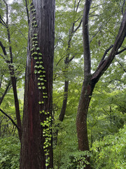 trees in the forest in japan