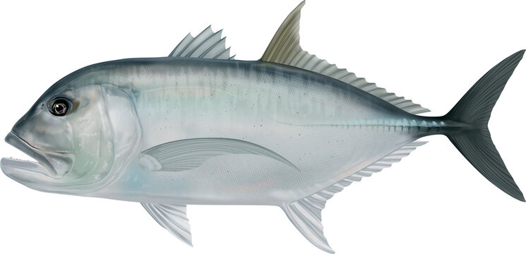 Salt water fish Giant Trevally
