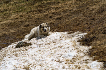A dog is happy with melting snow on the top of mountain in Kazbeki, Georgia