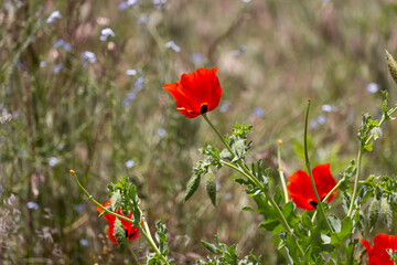 Wild poppies blooming on a rugged slope near Damavand, Iran, bringing vibrant color to the arid...