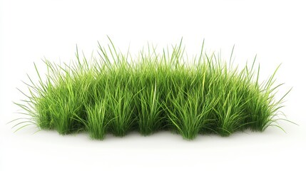 Lush green grass patch isolated on white background.