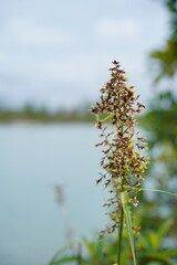 Serene Lakeside Plant A Close-Up View of Aquatic Flora