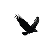 Obraz premium Black Vulture in Flight Silhouette White Background
