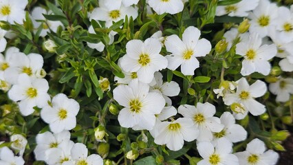Sweden. Arenaria montana, the mountain sandwort, is a species of flowering plant in the family...