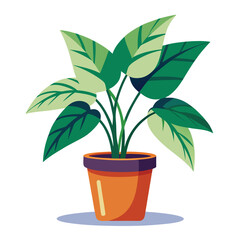 indoor plant on white background