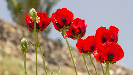 Naklejka premium Wild poppies blooming on a rugged slope near Damavand, Iran, bringing vibrant color to the arid mountainous landscape.