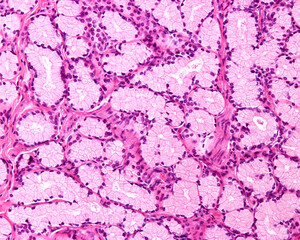 Mucous gland