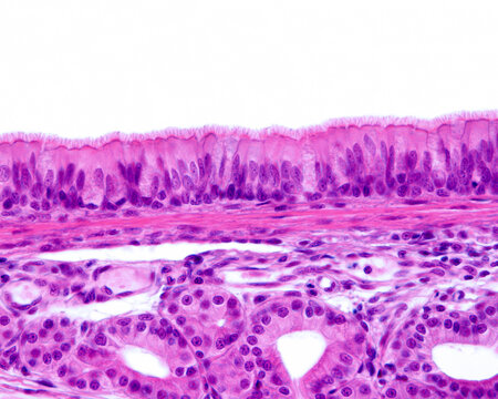 Respiratory epithelium. Cilia