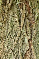 tree bark texture