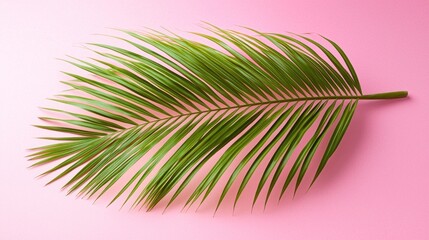 Obraz premium A single, vibrant green palm frond rests diagonally on a soft pink background, its leaflets delicately spread. The image is clean, simple, and evokes a tropical, summery mood
