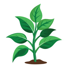 Obraz premium indoor plant on white background