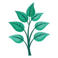 indoor plant on white background