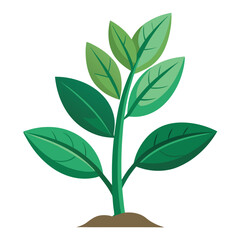 indoor plant on white background