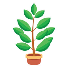 indoor plant on white background