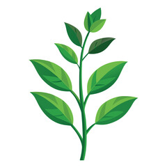 indoor plant on white background