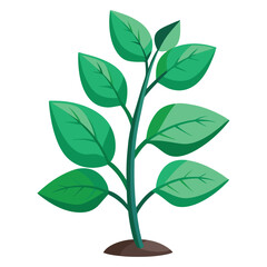 indoor plant on white background