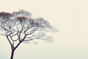 Misty tree silhouette against pale sky