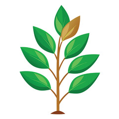 indoor plant on white background