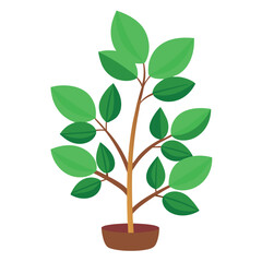 indoor plant on white background