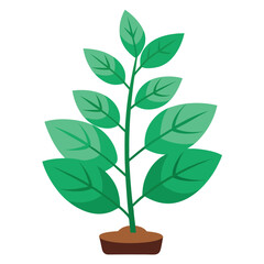 indoor plant on white background