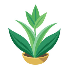 indoor plant on white background