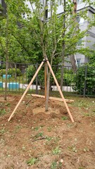 Fototapeta premium park