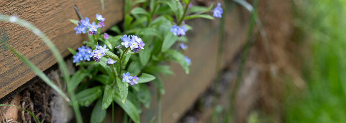 forget-me-not flower surviving on wooden fence closeup