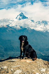 Little dog on the Himalayas