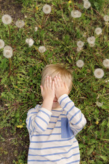 Top view of child hiding face with hands while resting in a field full of white dandelions.