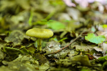 A light-capped mushroom emerges among fallen leaves and forest ground, creating a natural micro-world. This close-up highlights the texture and colors of the forest floor,