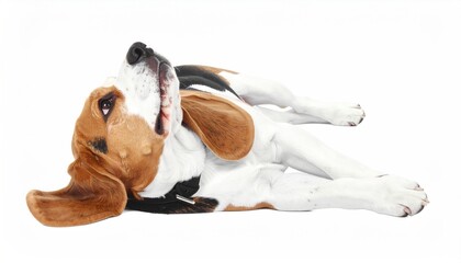 Beagle Dog Relaxing on White Background in Calm Pose