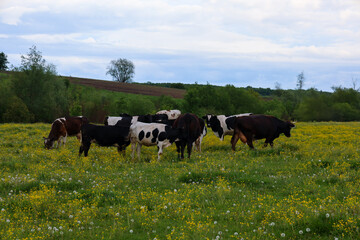 A large herd of cows freely grazes in a wide green meadow dotted with yellow flowers under an overcast sky. This pastoral scene conveys the tranquility of rural life and the natural harmony of animal 