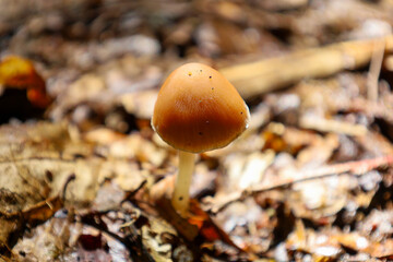 A close-up of a small mushroom with a brown cap and a slender stem emerging from fallen leaves and forest litter. The focus highlights the texture and colors of the natural environment, creating a mys