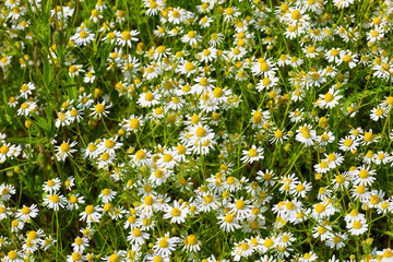 A dense field of white daisies with yellow centers thickly covers the area, creating a bright and...