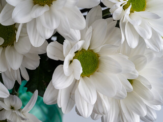 decorative flowers close-up macro. Holiday greeting card.