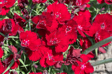 Flowering red carnation of maiden pink flowers rubin. Dianthus deltoides with bright rubycolored flowers perennial herbaceous plant the family caryophyllaceae. Ornamental variety sweet william flower.