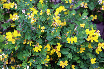 Hippocrepis emerus or Scorpion senna shrub with yellow flowers