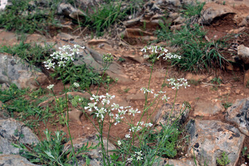 Anthriscus sylvestris or Cow parsley wildflowers blooming in grass