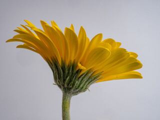 decorative flowers close-up macro. Holiday greeting card.