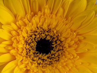 decorative flowers close-up macro. Holiday greeting card.