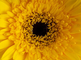 decorative flowers close-up macro. Holiday greeting card.